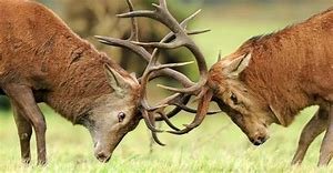 Deer Rutting